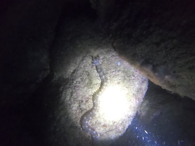 Sea cucumber, maybe a ribbon worm?