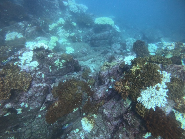Coral reef