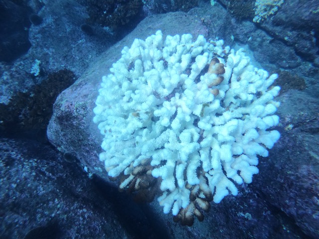 White coral