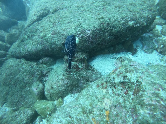 Whitespotted Boxfish (Ostracion meleagris)