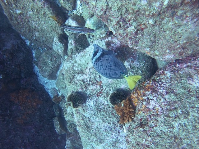 Yellowtail surgeon (Prionurus punctatus)