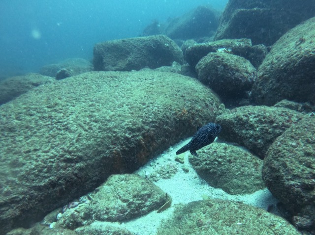 Whitespotted boxfish