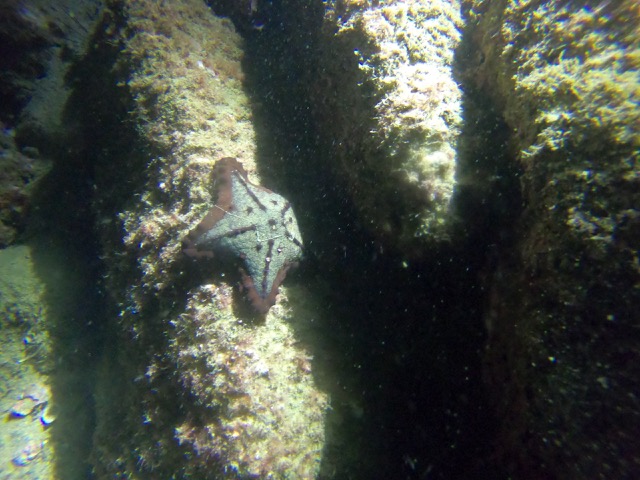 Starfish (maybe a Chocolate Chip Starfish?)