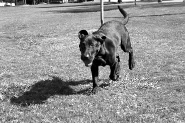 [01-cadbury-run.jpg]