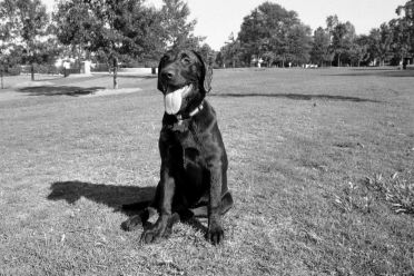 [19-gooddog-horiz.jpg]