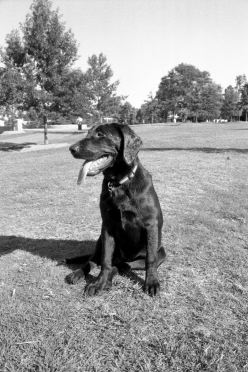 [20-gooddog-vert.jpg]