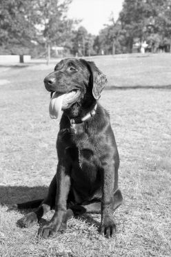 [21-gooddog-vert2.jpg]