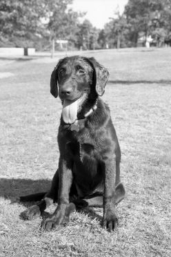 [22-gooddog-vert3.jpg]