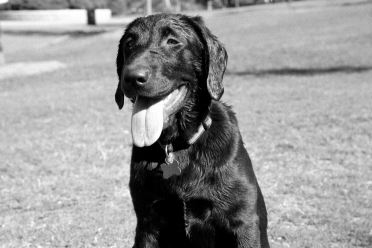 [23-gooddog-horiz2.jpg]