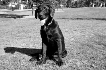 [24-gooddog-horiz3.jpg]