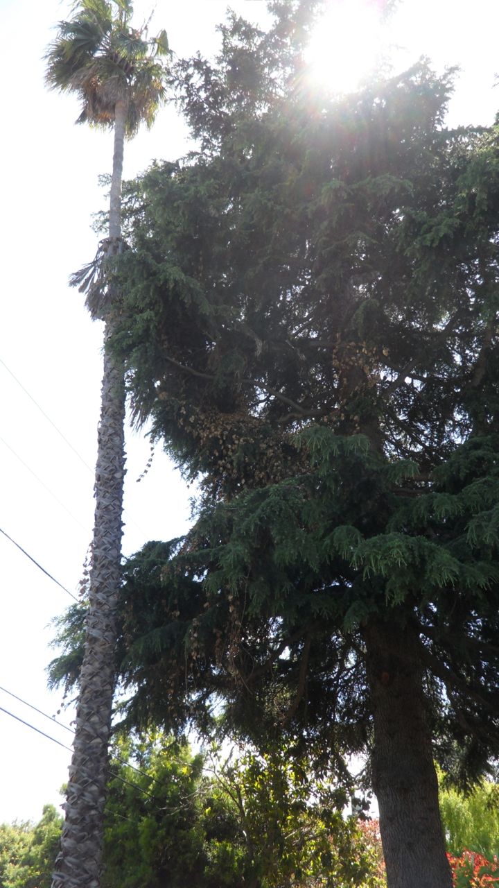 Big tree in back yard