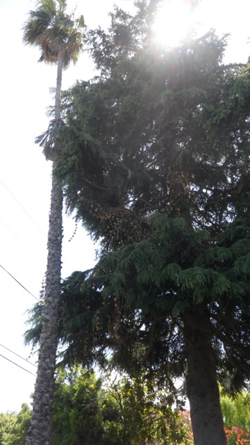 Big tree in back yard