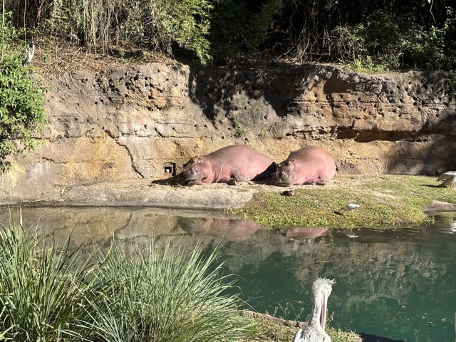 Hippos