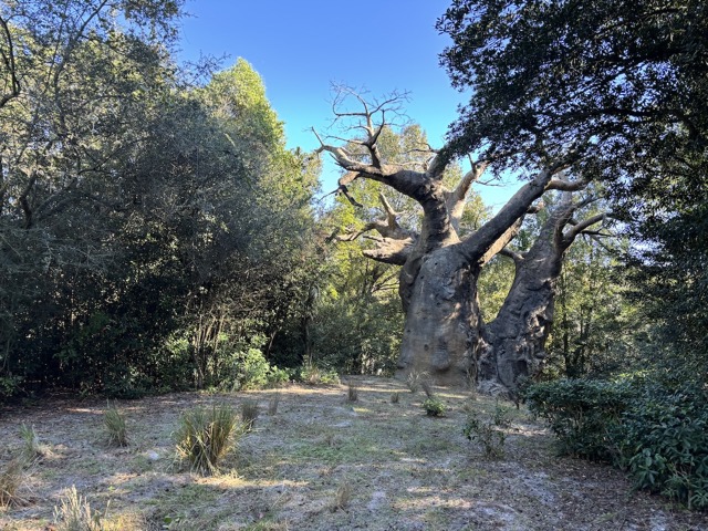Baobab Tree (aka The Tree of Life)