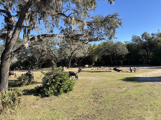 Animal Kingdom Safari