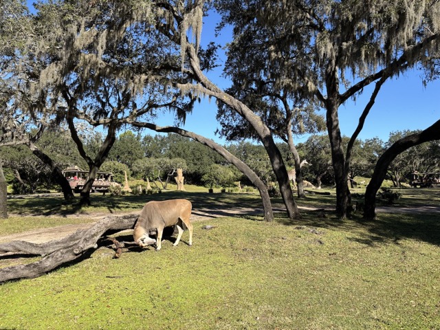 Eland, trying to pick up a branch