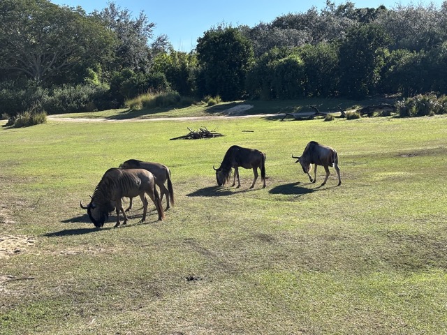 Wildebeest
