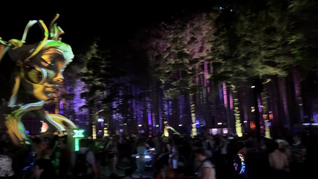 Spinning around the forest