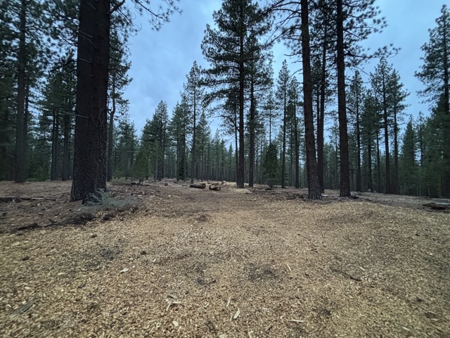 Our woods after the forestry service came in and cleared out a bunch of trees