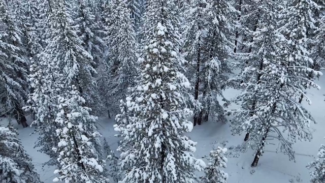 Some people sledding in my backyard