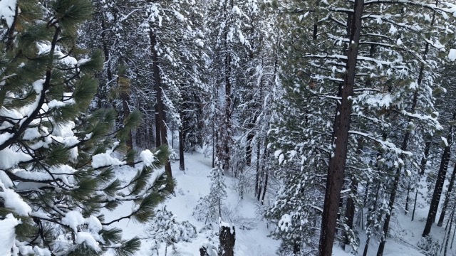 Flying over the woods