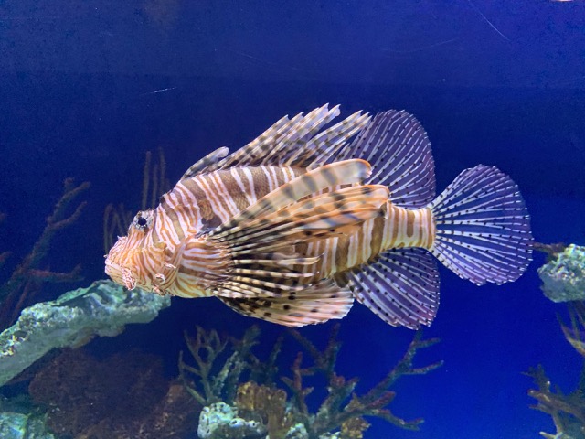 Lionfish