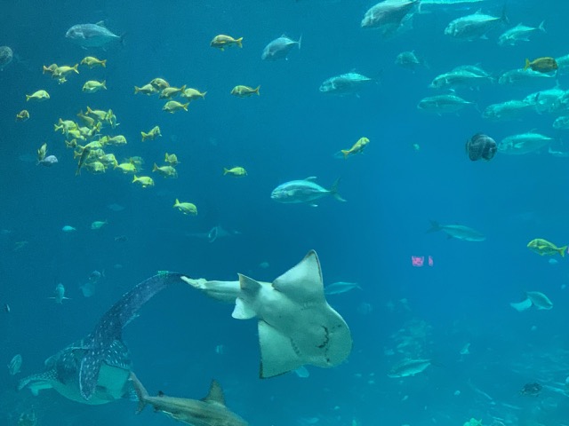 Guitarfish and whale shark