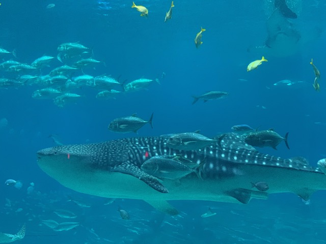 Whale Shark and friends