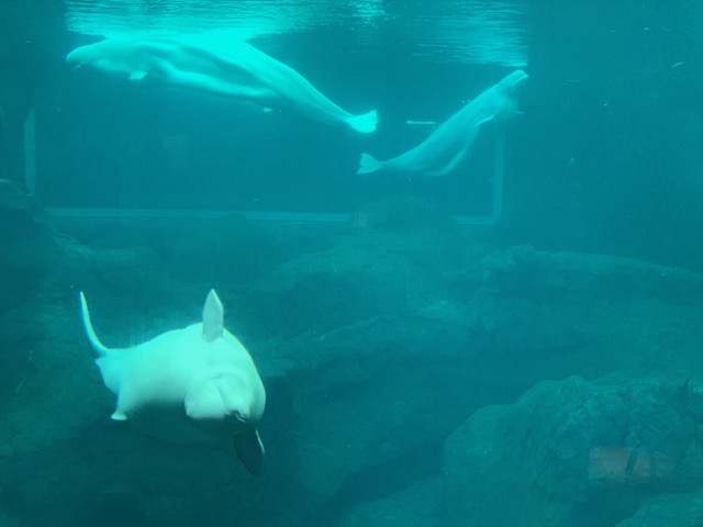 Beluga Whales