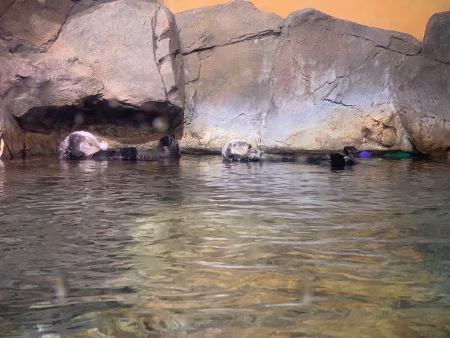 Southern Sea Otters