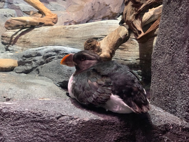 Horned Puffin