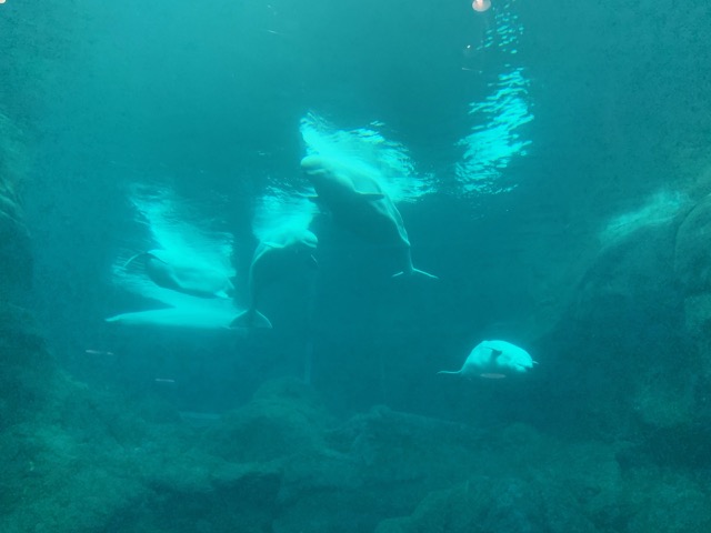 Beluga Whales