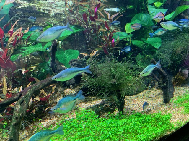 Fish in the River Scout