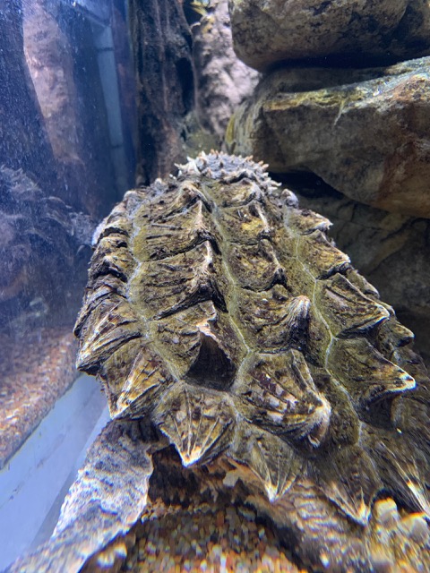 Alligator Snapping Turtle
