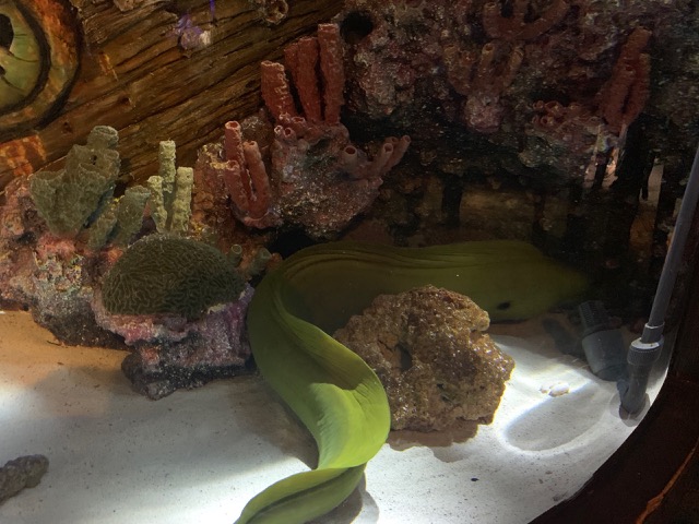 Eel