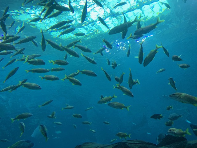 School of fish