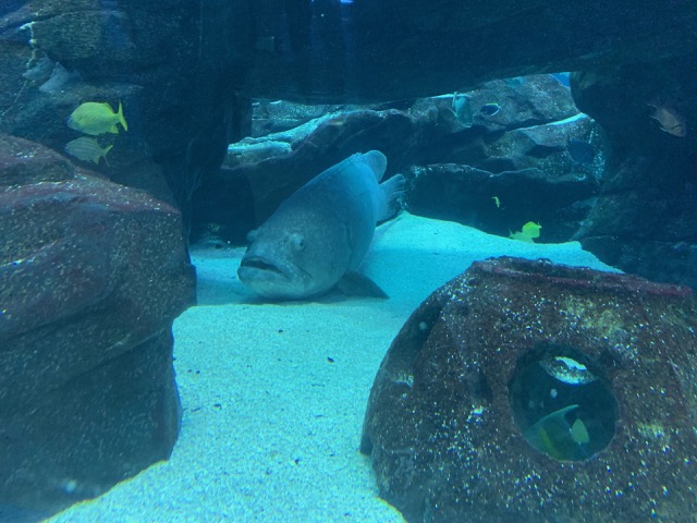 Goliath Grouper