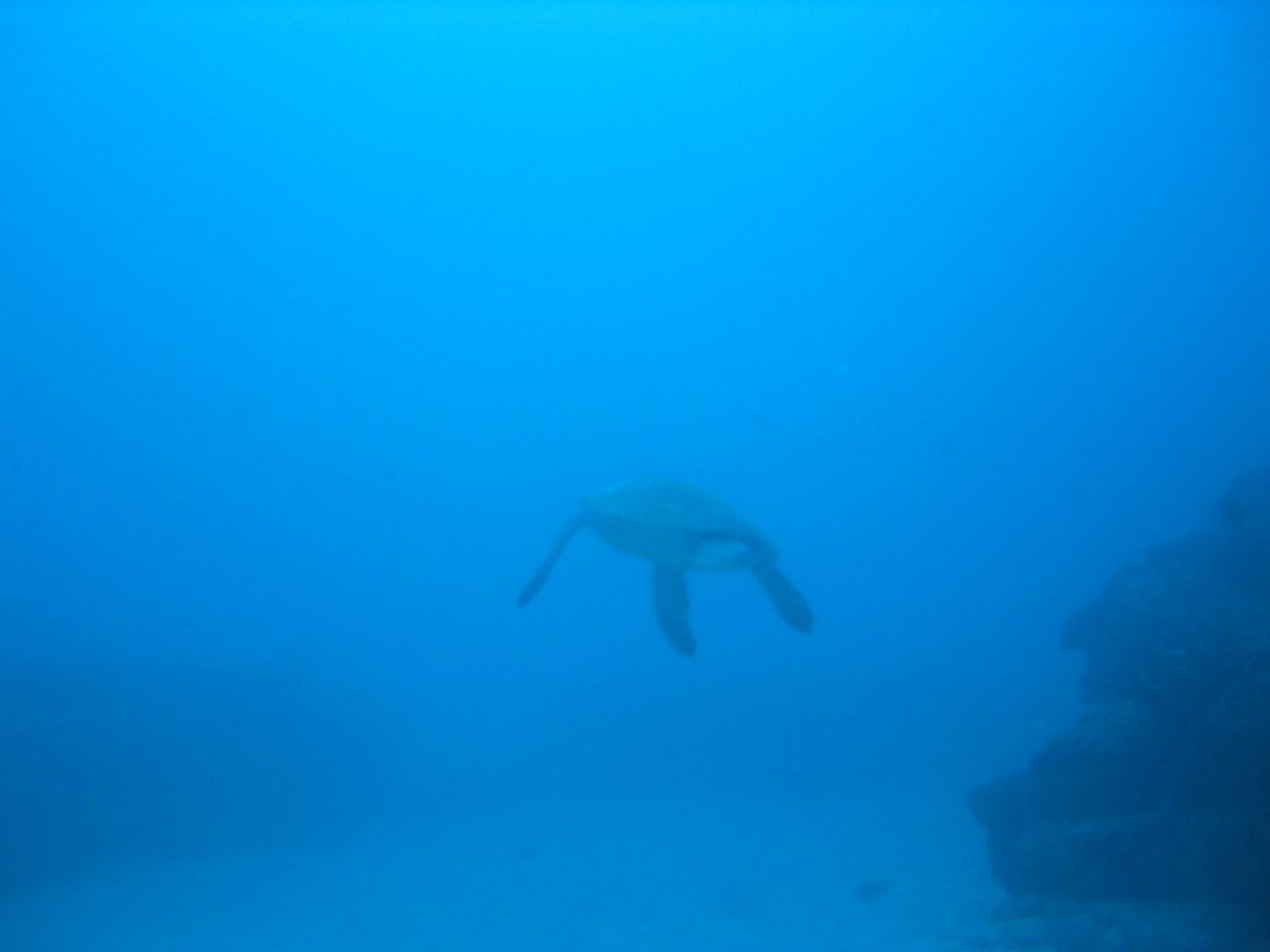 Turtle