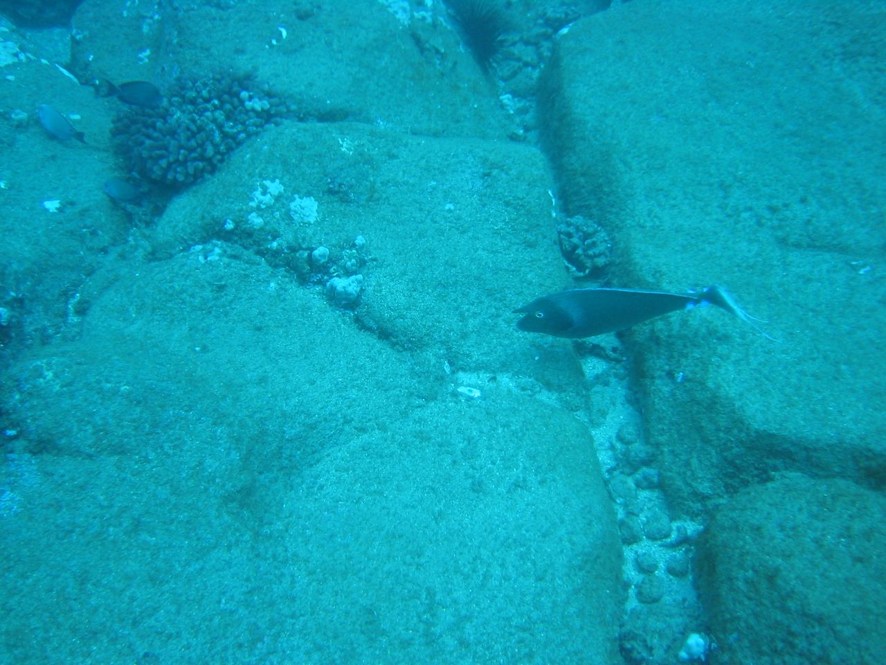 Cool double tail-fin fish