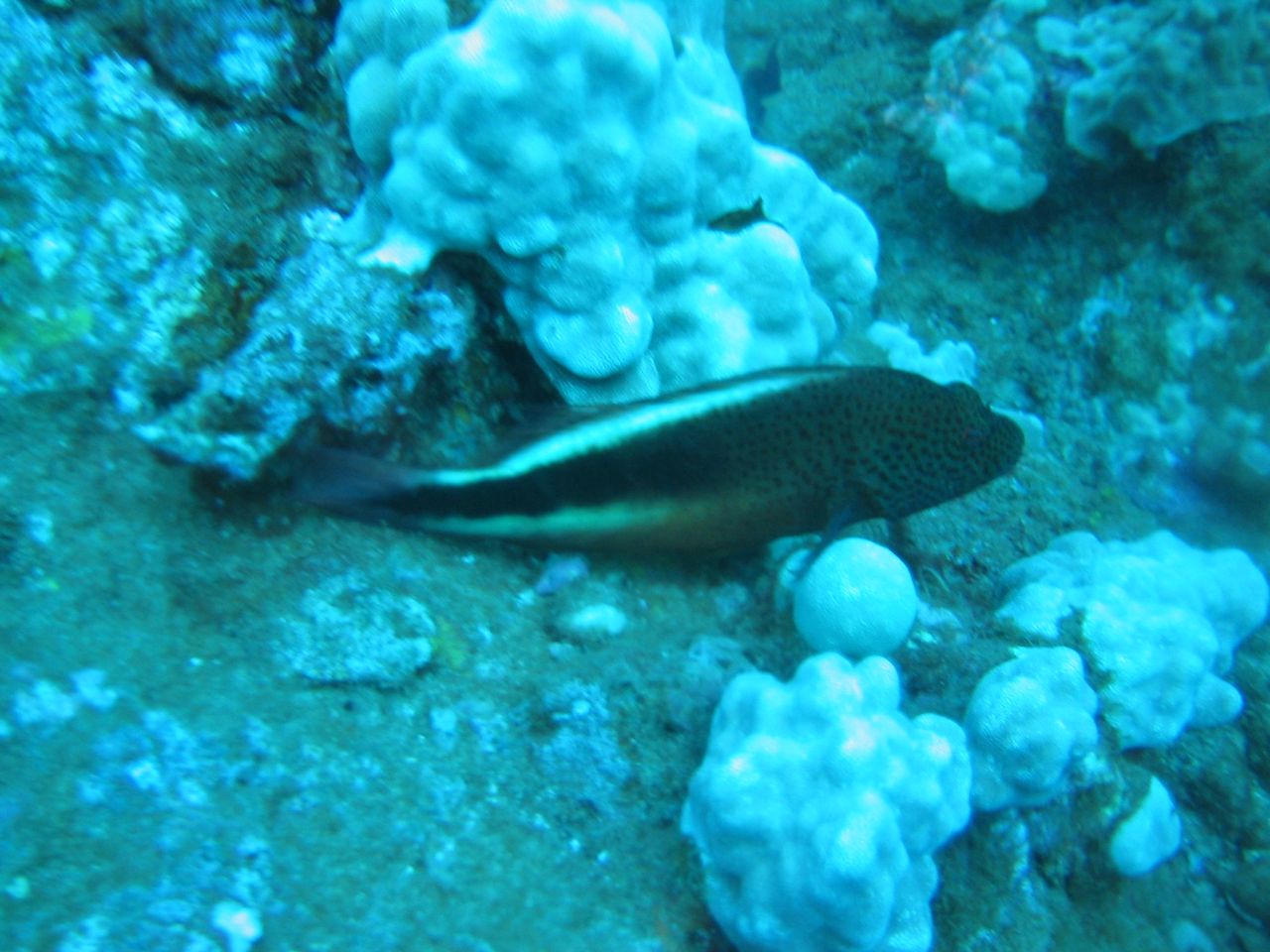 Black and yellow fish