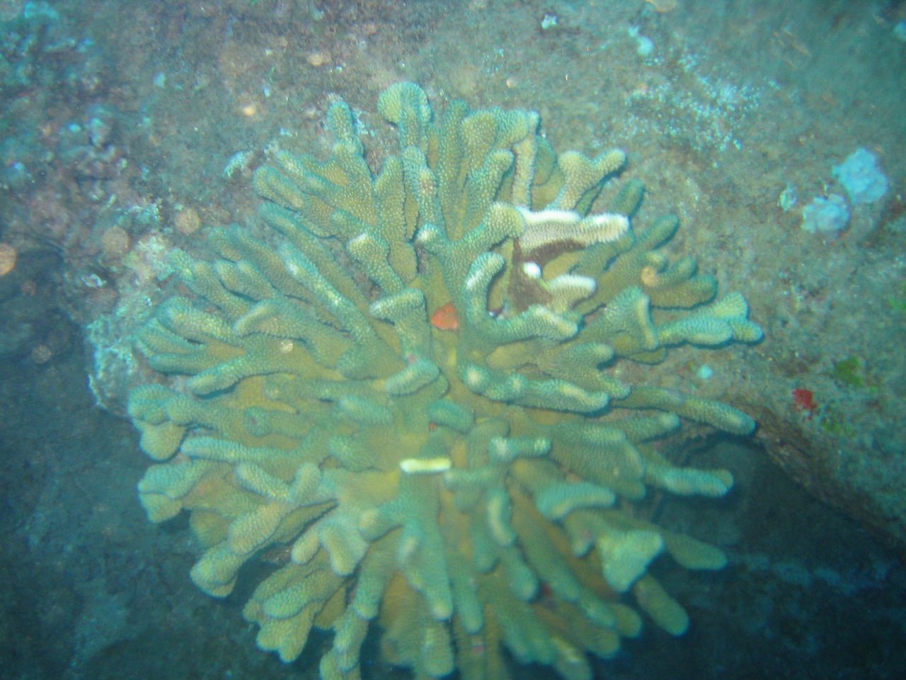 Coral