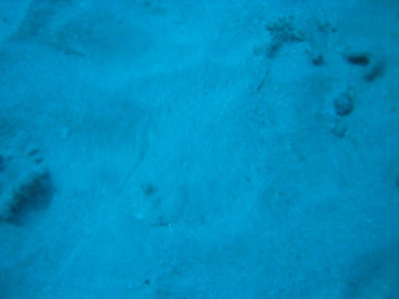 Halibut hidden in the sand