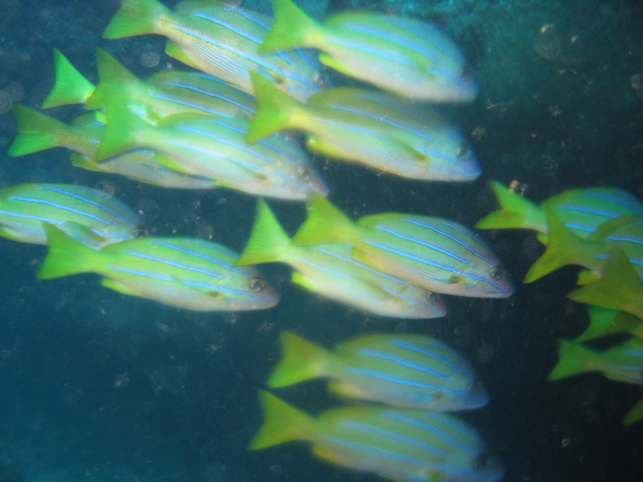 School of yellow fish
