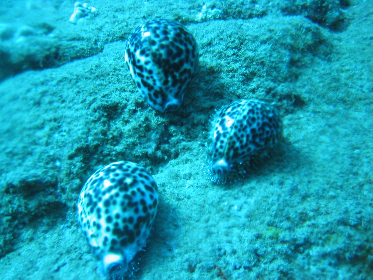 Tiger cowries