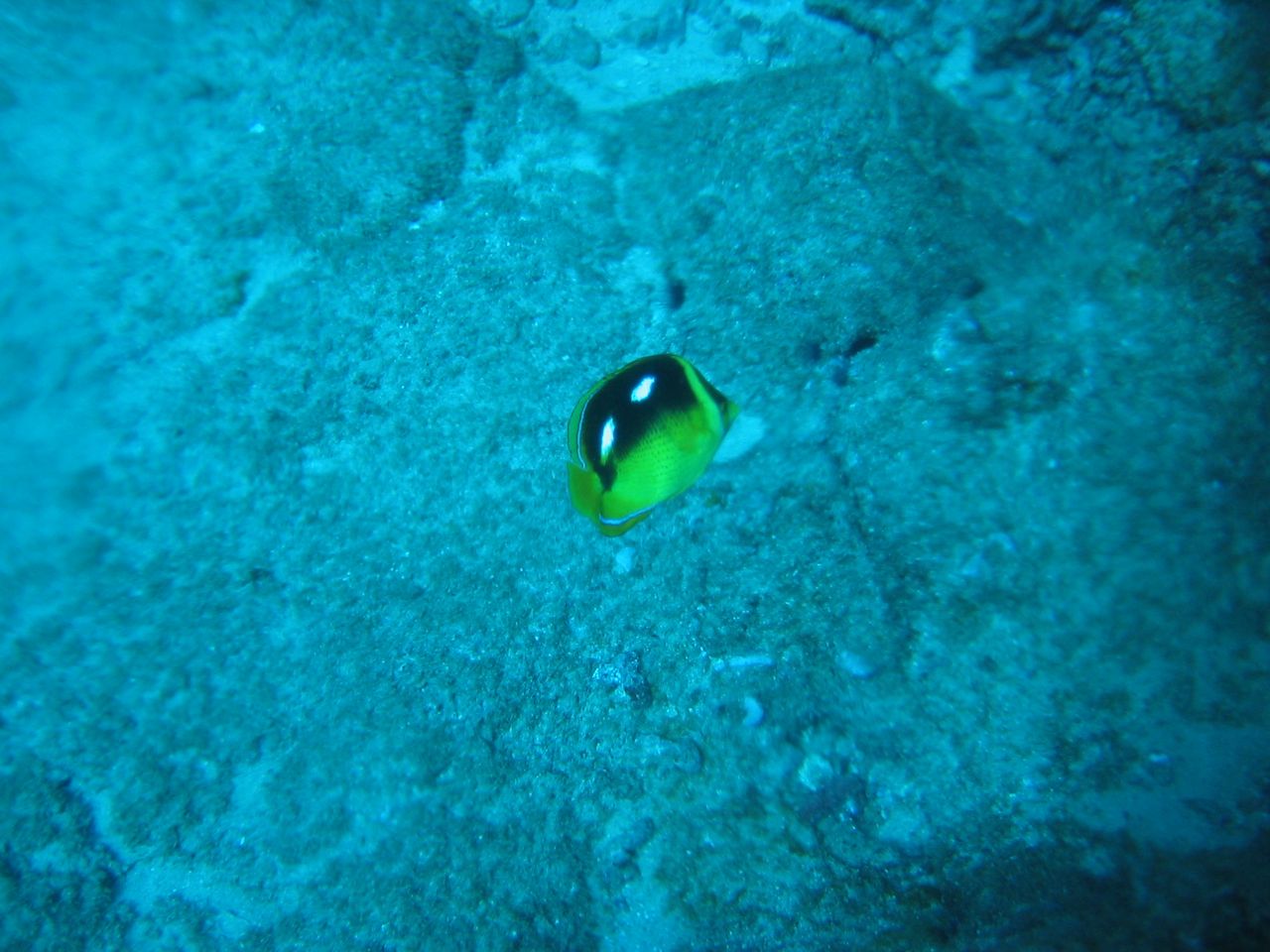 Yellow butterflyfish