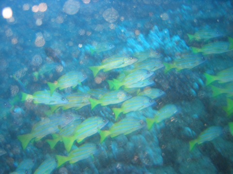 School of fish