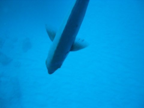 Overhead shot of a fish