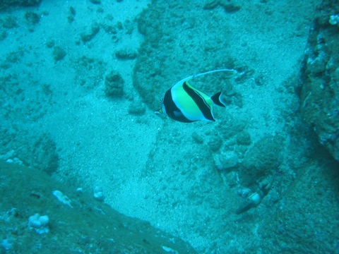 Gill from Finding Nemo