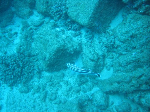 Black and white striped fish