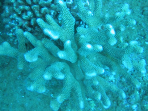 Coral